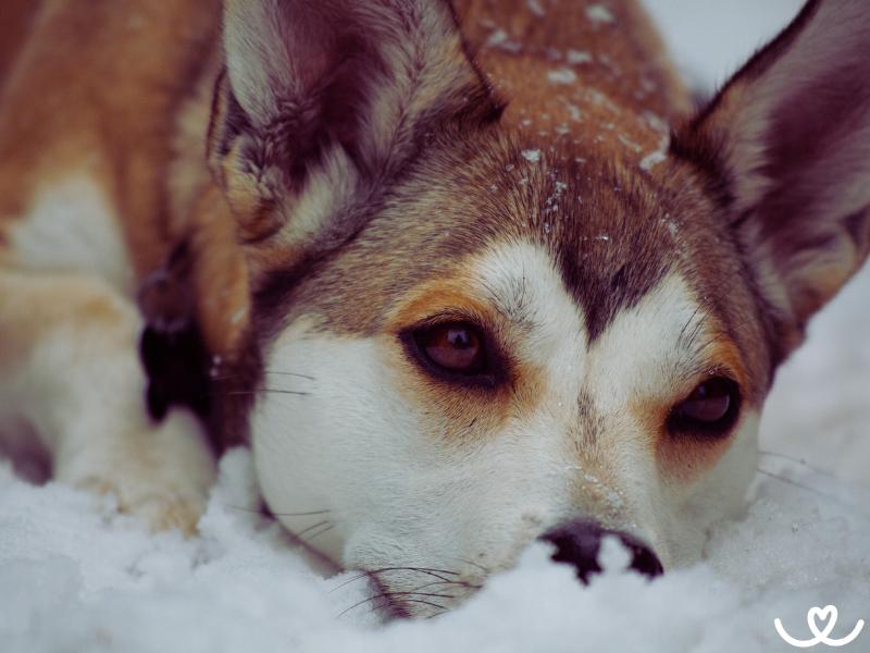 Psi-plemeno-svedsky-vallhund (4)